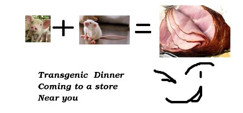 Pig Plus Mouse Equals Dinner Come 2009 - Your next pork chop may have the smallest hint of mouse in it in as early as 2009. Pigs bred with mouse DNA appear to be coming to your grocery store with out labels. 
