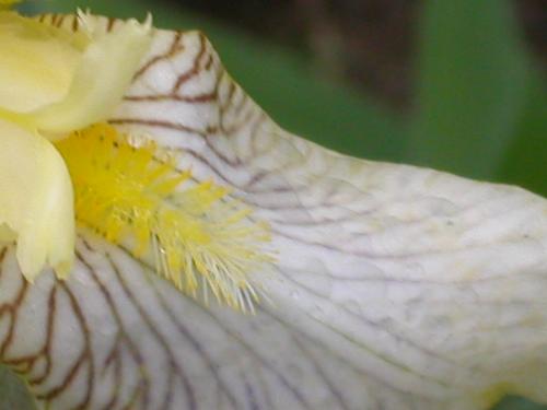 Flowers, iris  - I always found that an iris looks like it sticks its tongue out at you. This photo seems to prove my theory.