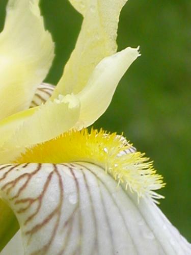 Flower, iris - This iris seems to stick its tongue out as well.