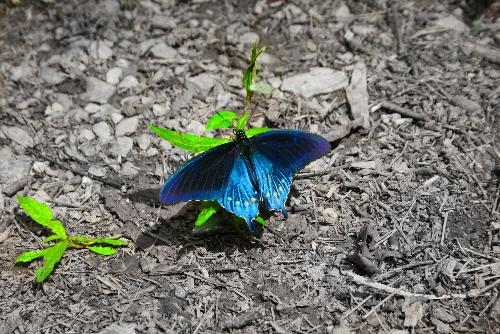 edited butterfly - This is my edited blue butterfly.