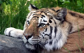 tiger - a beautiful tiger