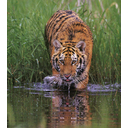 tiger - a beautiful tiger