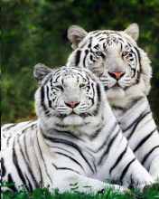 tiger - two beautiful tigers