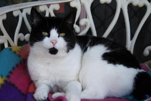 stumpy my cat - stumpy my cat relaxing in her chair