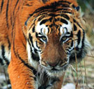 tiger - a beautiful tiger