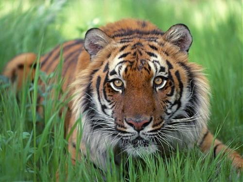 tiger - beautiful tiger