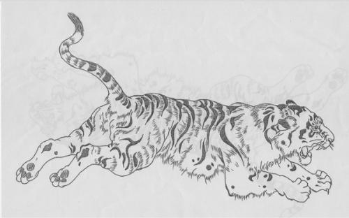 tiger - beautiful tiger