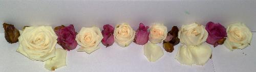 Flowers lined up - lovely roses lined up, getting ready to be kept and preserved. roses from myflowerdepot.com