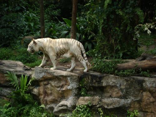 tiger - love them