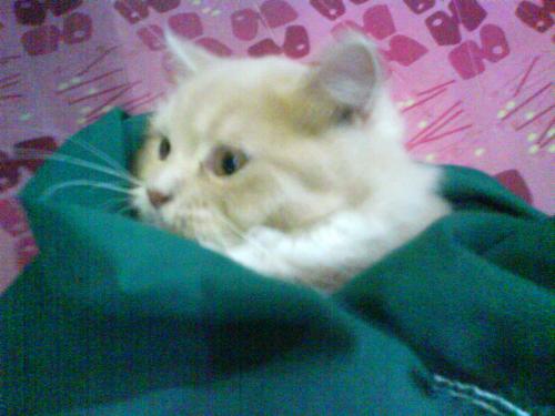 Mocca - Mocca my baby!