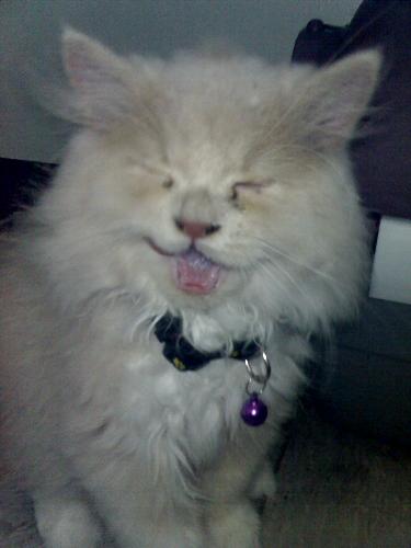 Mocca - My Persian cat.