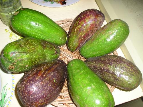 Avocados - We harvested avocados from our front yard. With milk and sugar it's so yummy!