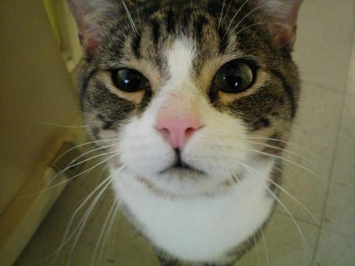 Junior - My sweet kitty!