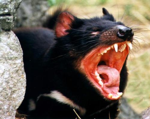 Tasmanian Devil - The largest carnivorous marsupial in the world and found only in Tasmania, Australia.