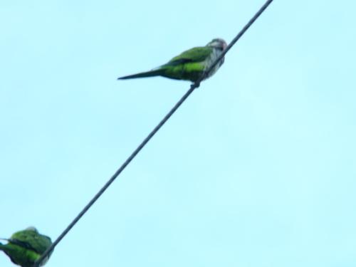 wild parakeets - A couple of wild parakeets/ parrots that lived near where I moved from.