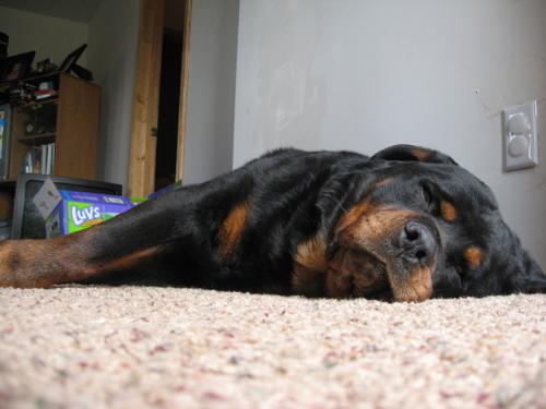 Max the akc german rotti - This is a photo of my 11 year old male German Rott about 5 months before he passed away.