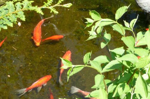 Gold Fish Pond - This is a picture of some gold fish in a pond. Not mine I couldn't find my older pics.