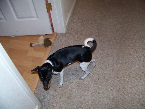 Daisy my rat terrier - Daisy needs some manners please help me