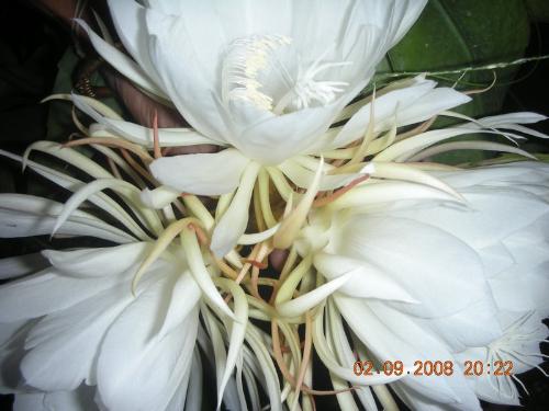 night queen - Beautiful night queen!
