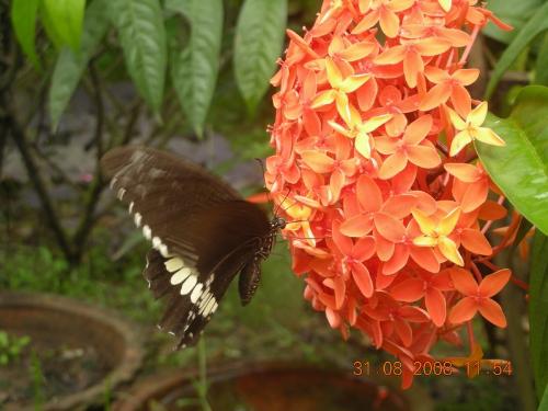 butterfly  - Butterfly and flower!