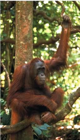 Orangutan In the Philippines (Agusan) - The Picture is the Orangutan in the Philippines. They were big wild animals and considred are endangered species in the Philippine Archepelago. Orangutan are rare to find now. They were bigger than usual monkey. Some natives catch them for food thats why its number is keep on lessening and the Government have started to protect the wild animals.  If yo could visit the place, you could not find it anywhere. The wikd animal stayed at the forest area of Agusan. late 1980's Agusan was considered as the virgin forest in the Philippines but now illegal logging has penetrated the area.