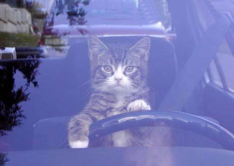 A cat driving to search mouse ......stuck in traff - A cat driving to search mouse ......stuck in traffic A cat driving to search mouse ......stuck in traff - A cat driving to search mouse ......stuck in traffic
