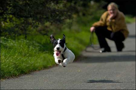 doggie - Your dog will say how healthy you are, more fatty doggie means you are not exercising at all.