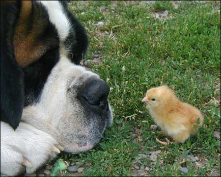 doggie - A dog can be friend of any one...