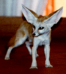 desert fox (fennec) - This pic is from http://www.waltz.net/fox.html, and this is a tiny fox, less than 5 lbs.