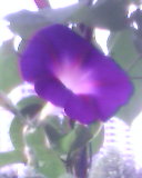 flower - I patted this fiower in the school,this was a morning gloty,I thought that it was very attractive.