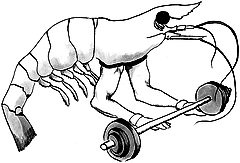 Exercising Shrimp - WATCH OUT Rocky, Scamp is taking over!!!