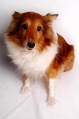 Shelties are Beautiful Dogs!!! - I'm sure Saffy shares her heart with the whole family!!!