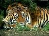 tiger - beautiful tiger