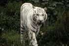 tiger - white tiger