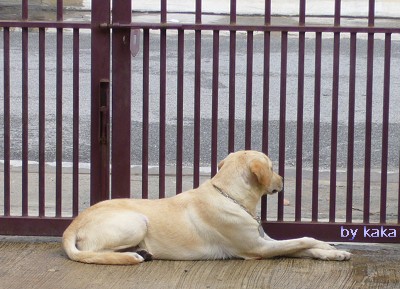Labby is waiting - This is the picture my dog, Labby is waiting for my husband to come home.