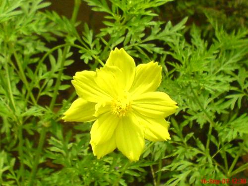 Merigold flower - A merigold flower upclose & personal