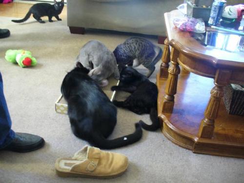 my cat family  - cats playing with cat nip
