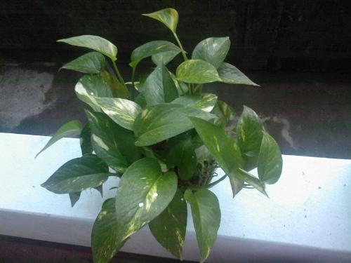 Plant - One nice plant can be used as both indoor and outdoor