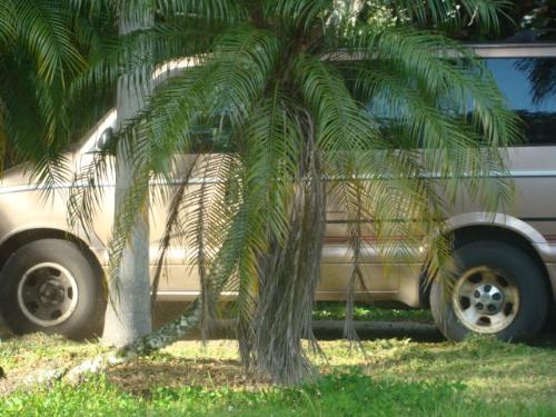 My van - This is what I drive. It looks nice behind the trees. But don't let the picture fool you. The van is only showing its good side. The back is all dented in and bumper messed up. Plus there is a huge scrape another the other side not showing.