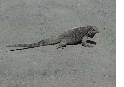 Cuban Rock Iguana - A Cuban Rock Iguana basking under the sun...