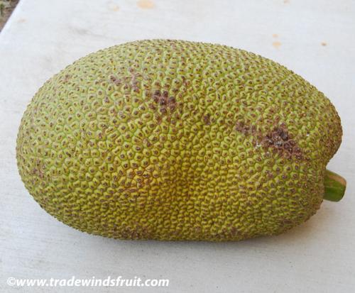 fruit - Jack Fruit