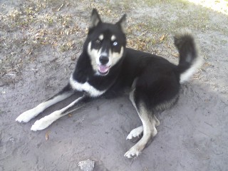 dog - the dog