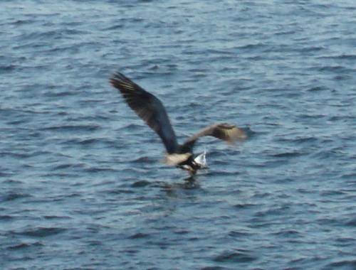 catching fish to eat - here's a picture of a bird flying and catching fish to eat.