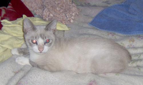 Bones - Yes, the cats name is 'BONES'. As the name was choosen by the color of hi fur and the fact he was nothing but skin and bones when he came to me. He was literally walking on death's door.