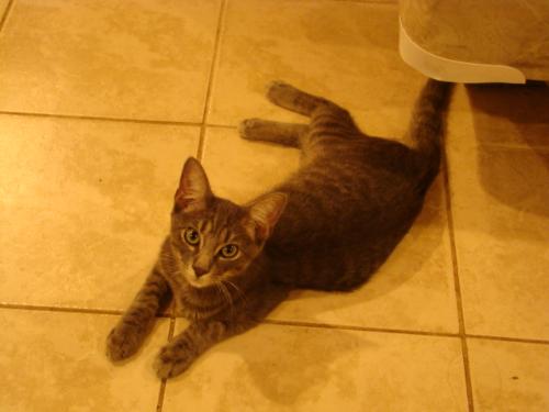 Smokey - This cats name is Smokey. He showed up one day following my husband. He ddecided our house was his. Than one day he left and never returned.