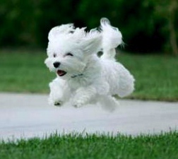White puppy - Awww, so cute.