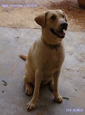 My Labby - My lovely Labby, a yellow labrador