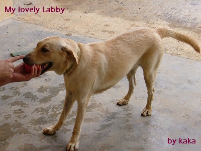 My Labby with her favorite ball - My Labby, playing with her favorite ball with my husband