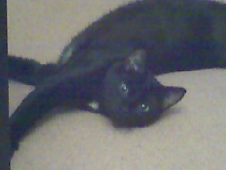 Itty Bitz - My poor cat went missing the night before we moved to our new place! I miss him very much :( Itty Bitz - My poor cat went missing the night before we moved to our new place! I miss him very much :(