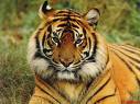 tiger - a beautiful tiger